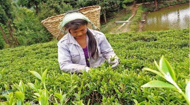 Koshi Province exports tea leaves worth Rs 2.6 billion in first three months of current fiscal